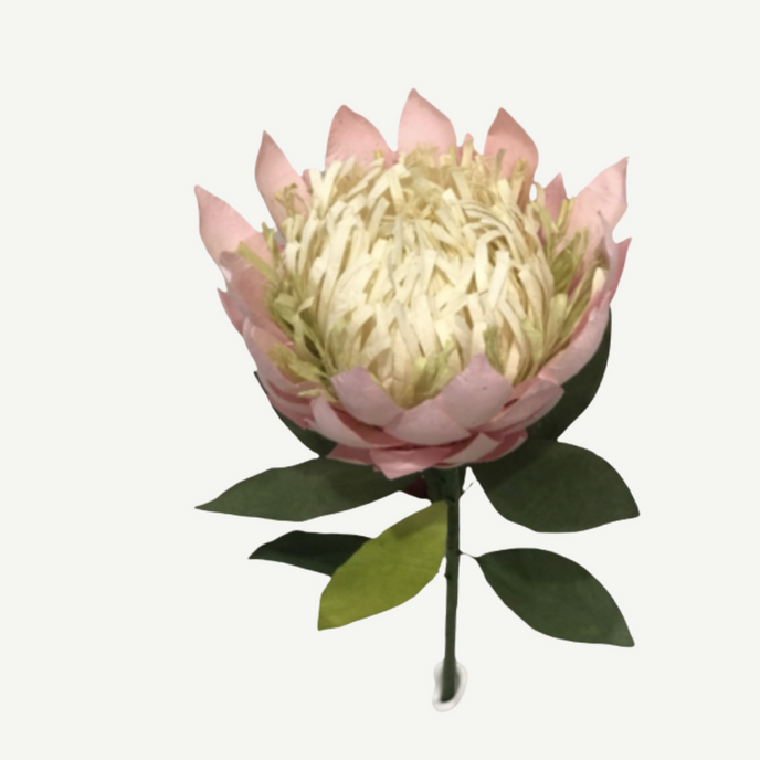 Pink protea flower with green leaves on a white background