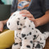 Debbie the Dalmation