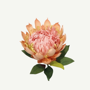 Pink protea flower with green leaves on a white background