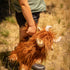 Henry the Highland Cow