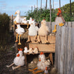 Plush toy chickens and ducks on a wooden structure in an outdoor setting.