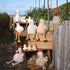 Plush toy chickens and ducks on a wooden structure in an outdoor setting.