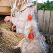 Child playing with a plush chicken toy in a barn setting
