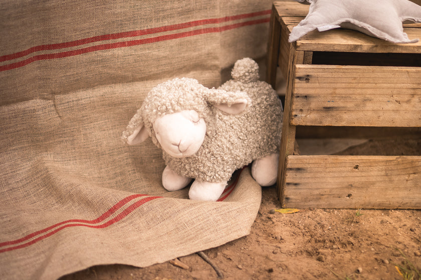 Charlotte the Sheep - Cream