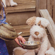 Child holding a teacup next to a stuffed dog on wooden steps
