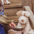 Child holding a teacup next to a stuffed dog on wooden steps