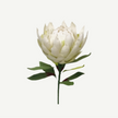White protea flower with green leaves on a white background
