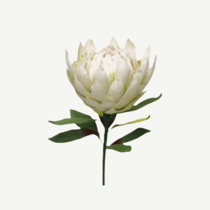 White protea flower with green leaves on a white background
