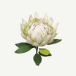 White protea flower with green leaves on a white background