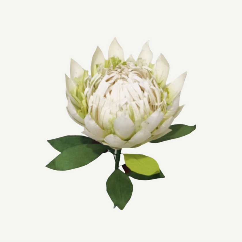 White protea flower with green leaves on a white background