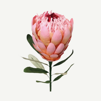 Pink protea flower with green leaves on a white background