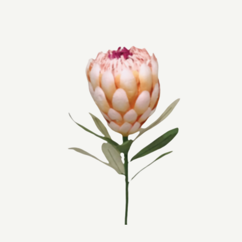 Protea flower with green leaves on a white background