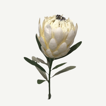 White protea flower with green leaves on a white background