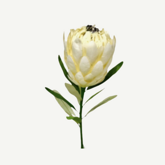 White protea flower on a white background