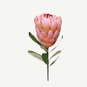 Pink protea flower with green leaves on a white background