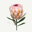 Artificial protea flower with green leaves on a white background