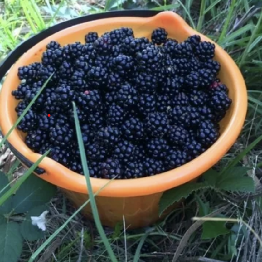 Orange bowl filled with blackberries in a grassy area