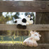 Coco The Cow-Black